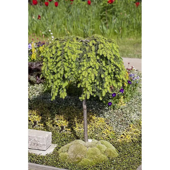 Pflanzen für dich Lebensbaum 40-60 cm - Tsuga canadensis, Aktuelle Wuchshöhe: 40 cm - 60 cm - Kleiner hängender Nadelbaum mit hellgrünen Nadeln und braunem Stamm, in einem Gartenbeet gepflanzt.