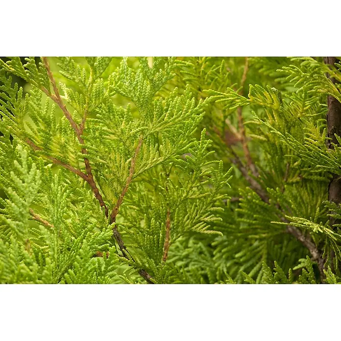 Pflanzen für dich Lebensbaum 20-30 cm - Thuja occidentalis 'Yellow Ribbon', Aktuelle Wuchshöhe: 20 cm - 30 cm - Lebhaft grünes, schuppiges Nadelbaumlaub mit braunen Ästen.