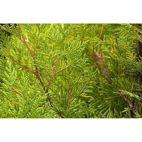 Pflanzen für dich  Lebensbaum 20-30 cm