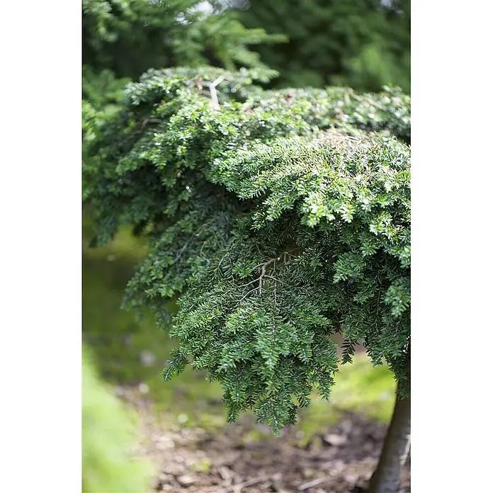 Pflanzen für dich Lebensbaum 40-60 cm - Tsuga canadensis, Aktuelle Wuchshöhe: 40 cm - 60 cm - Dichtes grünes immergrünes Laub mit kurzen Nadeln und sichtbaren Ästen.
