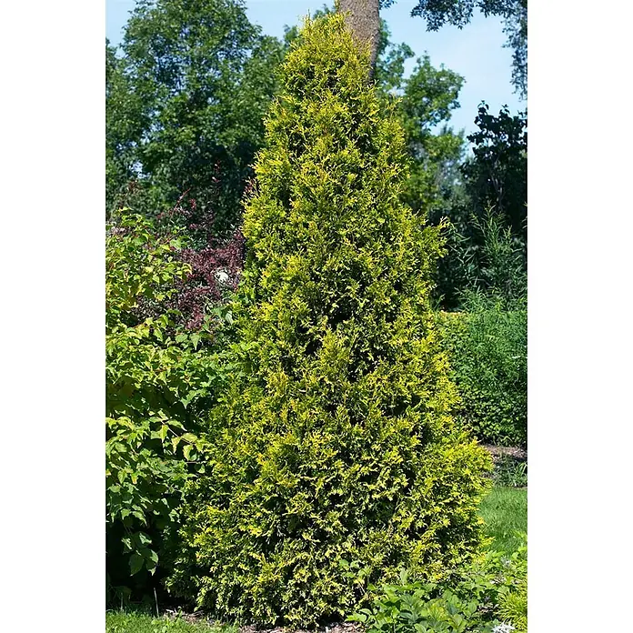 Pflanzen für dich Lebensbaum 20-30 cm - Thuja occidentalis 'Yellow Ribbon', Aktuelle Wuchshöhe: 20 cm - 30 cm - Ein leuchtend gelbgrüner, konischer immergrüner Strauch steht hoch in einem sonnigen Garten mit anderen Pflanzen.