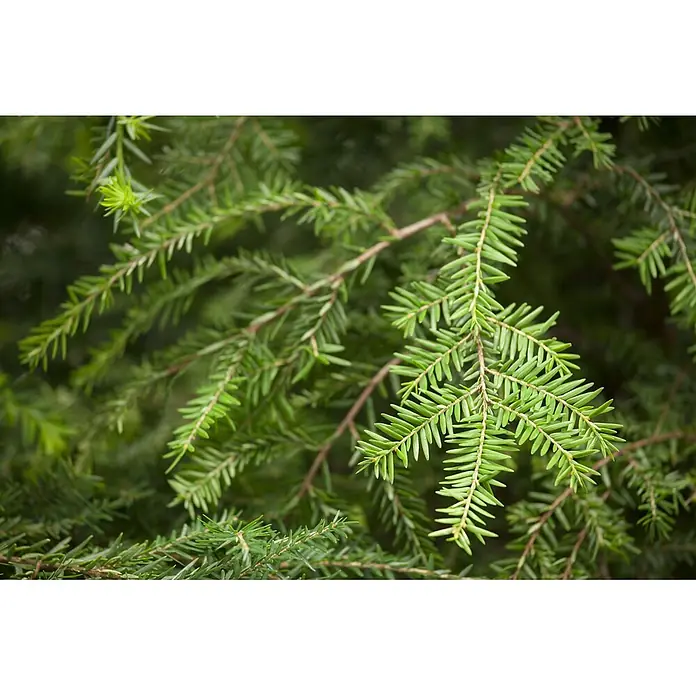 Pflanzen für dich Lebensbaum 40-60 cm - Tsuga canadensis, Aktuelle Wuchshöhe: 40 cm - 60 cm - Nahaufnahme von grünen Nadelbaumzweigen mit kurzen, flachen Nadeln und hellem Neuaustrieb.
