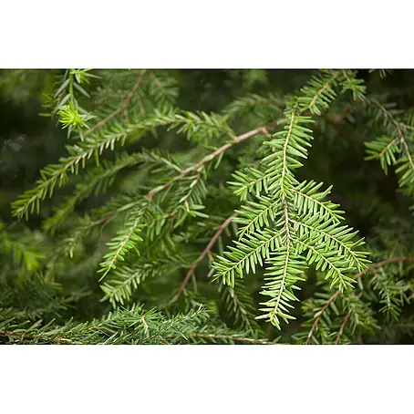 Pflanzen für dich  Lebensbaum 40-60 cm