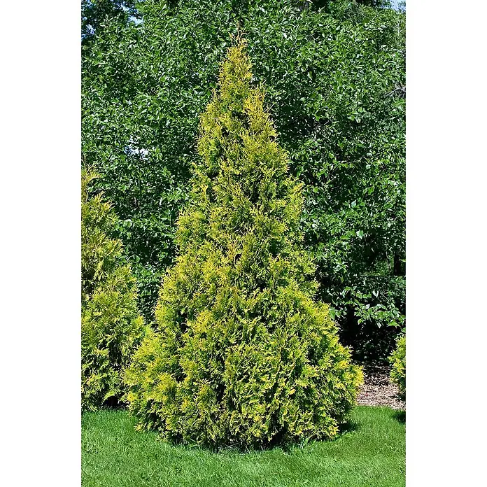 Pflanzen für dich Lebensbaum 20-30 cm - Thuja occidentalis 'Yellow Ribbon', Aktuelle Wuchshöhe: 20 cm - 30 cm - Ein hoher, konischer, gelbgrüner Lebensbaum (Thuja) in einem grasbewachsenen Gartenbereich mit weiterem Laubwerk.