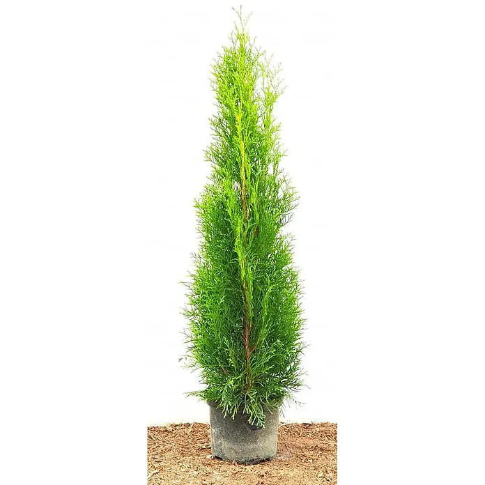 Pflanzen für dich Lebensbaum 60-80 cm - Thuja occidentalis 'Smaragd', Aktuelle Wuchshöhe: 60 cm - 80 cm - Hohe, grüne Thuja-Pflanze in einem schwarzen Topf, auf braunem Mulch stehend.