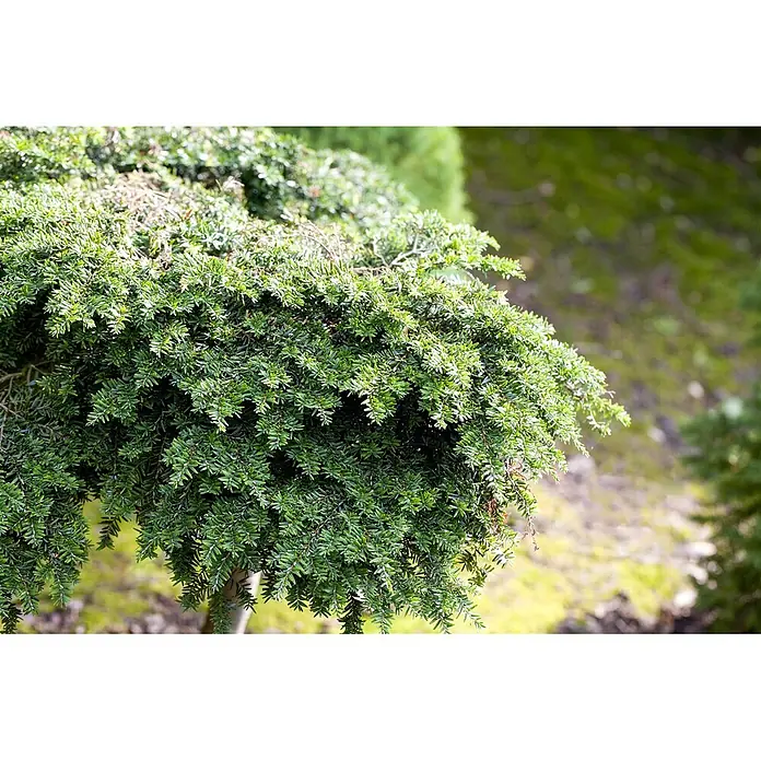 Pflanzen für dich Lebensbaum 40-60 cm - Tsuga canadensis, Aktuelle Wuchshöhe: 40 cm - 60 cm - Dichter immergrüner Strauch mit kleinen, dunkelgrünen, nadelartigen Blättern, von Sonnenlicht beleuchtet.