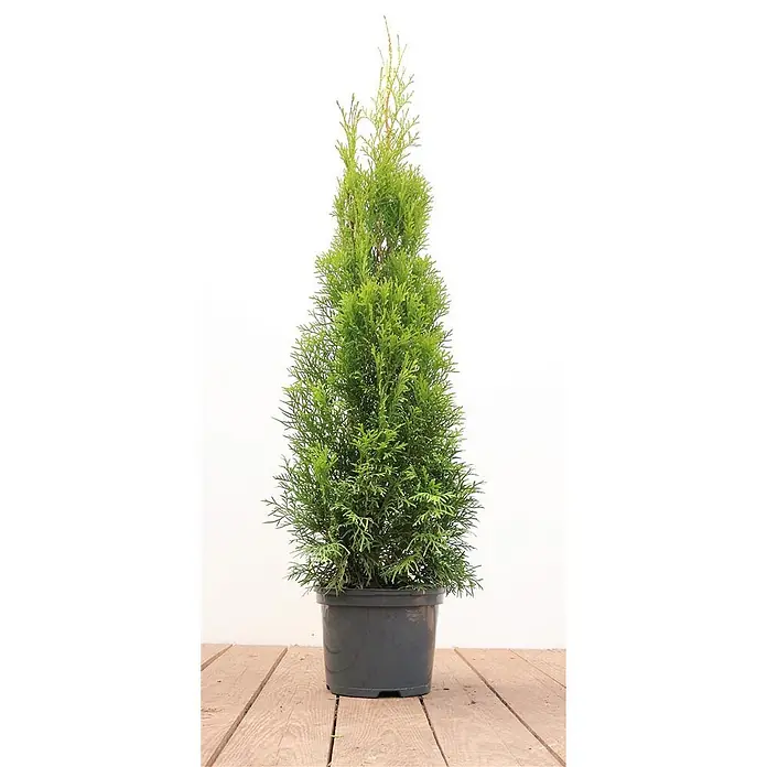Pflanzen für dich Lebensbaum 60-80 cm - Thuja occidentalis 'Smaragd', Aktuelle Wuchshöhe: 60 cm - 80 cm - Grüner konischer Nadelbaum im Topf.