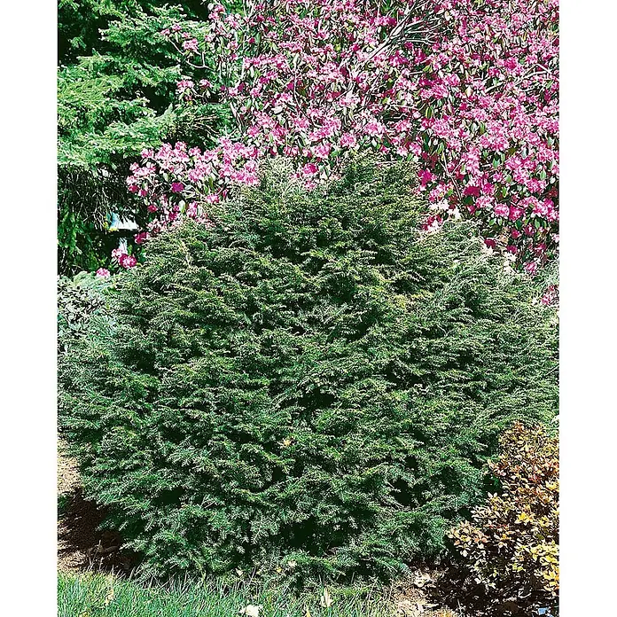 Pflanzen für dich Lebensbaum 40-60 cm - Tsuga canadensis, Aktuelle Wuchshöhe: 40 cm - 60 cm - Dichter grüner Nadelstrauch im Garten, mit rosa blühenden Pflanzen im Hintergrund.