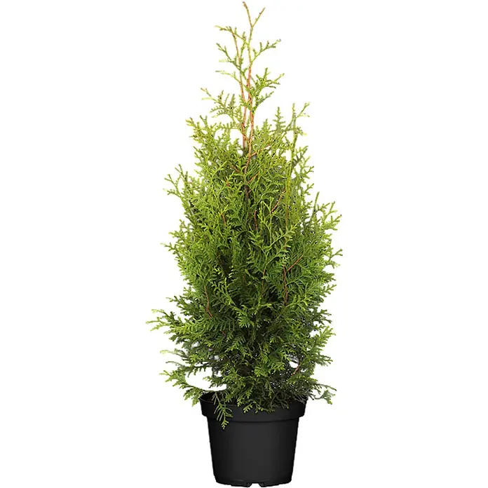 Pflanzen für dich Lebensbaum Lebensbaum - Thuja occidentalis 'Brabant', Aktuelle Wuchshöhe: 80 cm - 100 cm - Kleiner grüner Nadelbaum im schwarzen Plastiktopf.