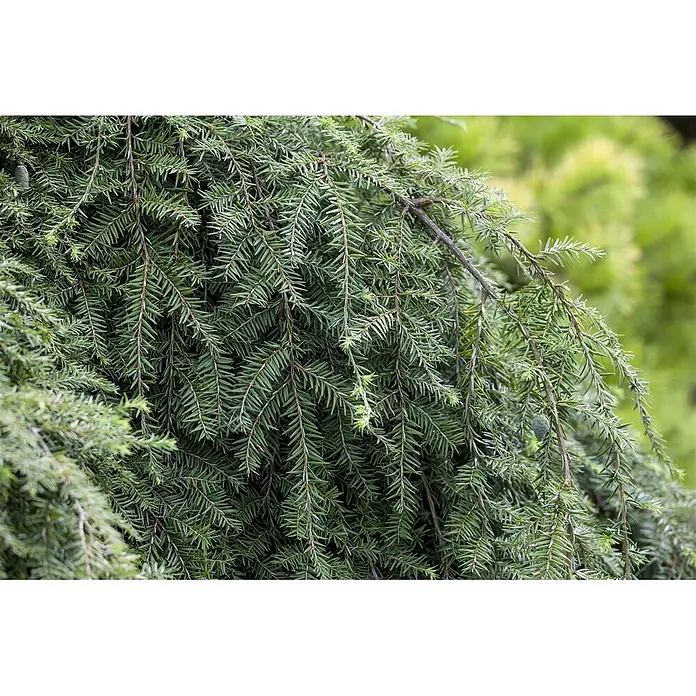Pflanzen für dich Lebensbaum 40-60 cm - Tsuga canadensis 'Pendula', Aktuelle Wuchshöhe: 40 cm - 60 cm - Dichtes grünes Nadelgehölz mit kurzen, flachen Nadeln und einem kleinen Zapfen.