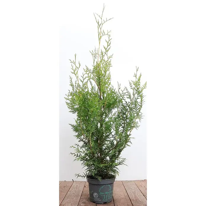 Pflanzen für dich Lebensbaum Lebensbaum - Thuja occidentalis 'Brabant', Aktuelle Wuchshöhe: 80 cm - 100 cm - Grüne Topf-Konifere mit feinem Laub in einem dunklen Topf.