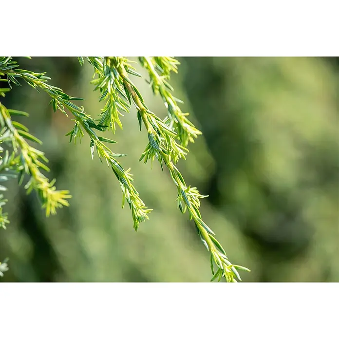 Pflanzen für dich Lebensbaum 40-60 cm - Tsuga canadensis 'Pendula', Aktuelle Wuchshöhe: 40 cm - 60 cm - Leuchtend grüne Nadelbaumzweige mit neuem Wachstum.
