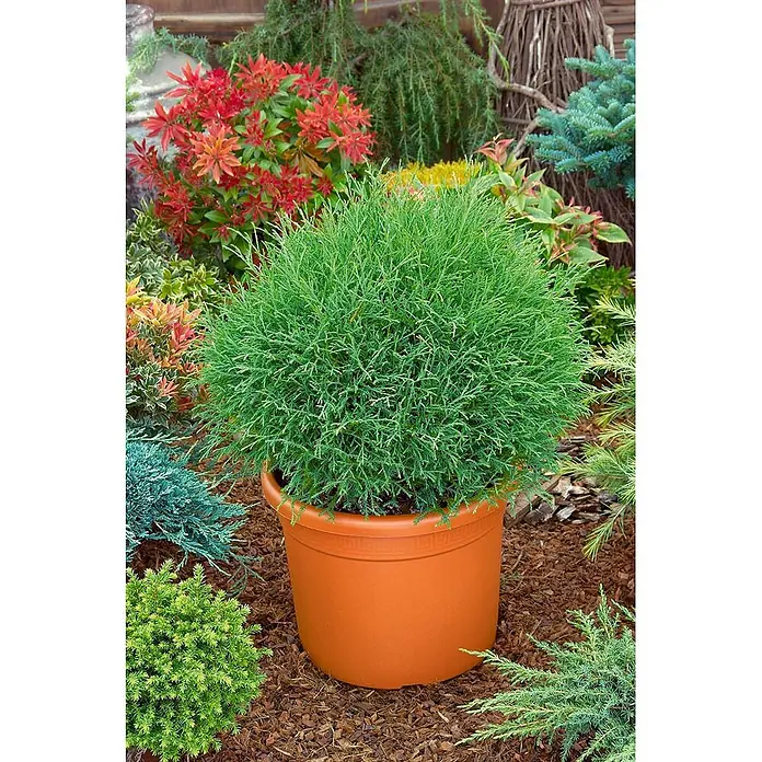 Pflanzen für dich Lebensbaum 15-20 cm - Thuja occidentalis 'Mr.Bowling Ball', Aktuelle Wuchshöhe: 15 cm - 20 cm - Eine grüne, kugelförmige Konifere in terrakottafarbenem Topf, inmitten einer farbenfrohen Gartenlandschaft mit Sträuchern und Rindenmulch.