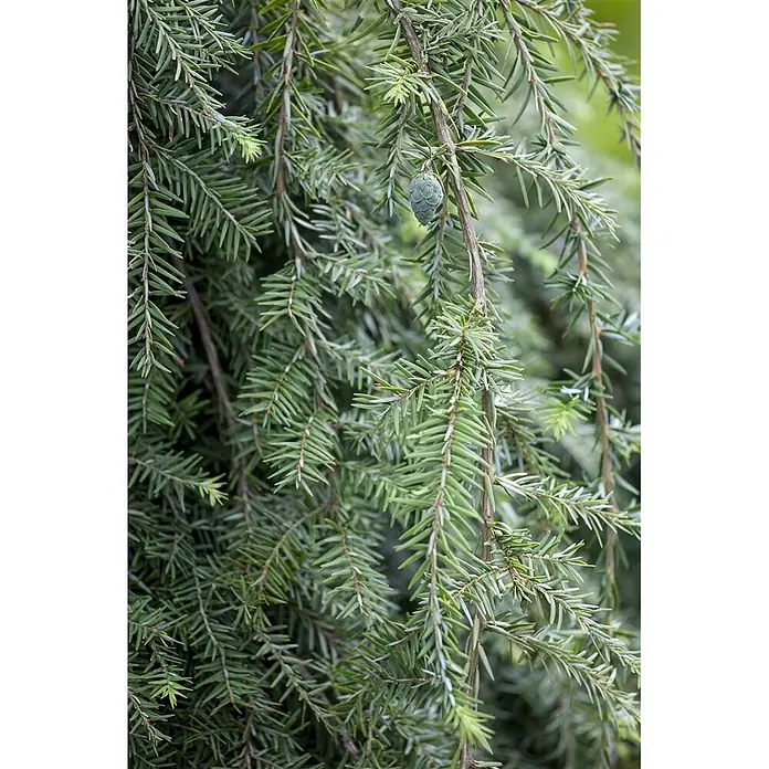 Pflanzen für dich Lebensbaum 40-60 cm - Tsuga canadensis 'Pendula', Aktuelle Wuchshöhe: 40 cm - 60 cm - Nahaufnahme grüner Koniferennadeln mit einem kleinen, unreifen grünen Zapfen an einem Zweig.