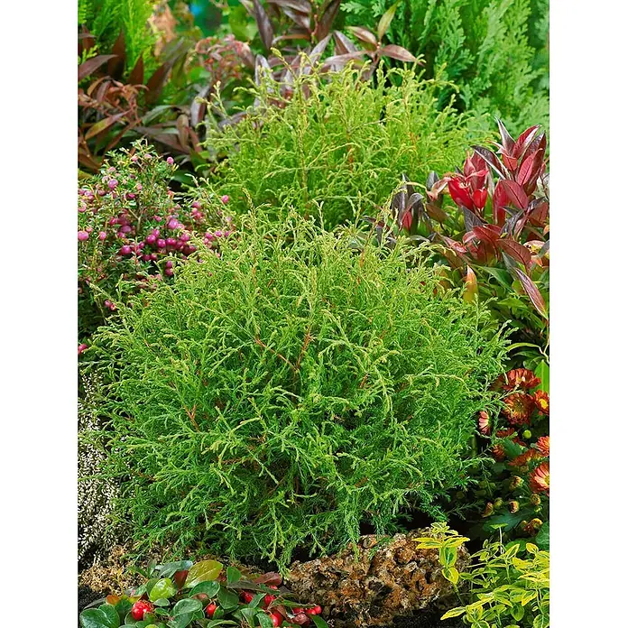 Pflanzen für dich Lebensbaum 15-20 cm - Thuja occidentalis 'Mr.Bowling Ball', Aktuelle Wuchshöhe: 15 cm - 20 cm - Lebendiger, grüner, strukturierter Nadelgehölzstrauch in einer Gartenumgebung mit anderen Pflanzen.