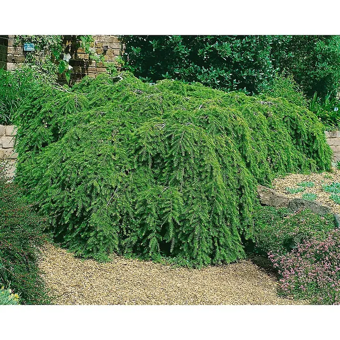Pflanzen für dich Lebensbaum 40-60 cm - Tsuga canadensis 'Pendula', Aktuelle Wuchshöhe: 40 cm - 60 cm - Großer, hängender immergrüner Strauch in einem Garten, der über ein Kiesbett kaskadiert.