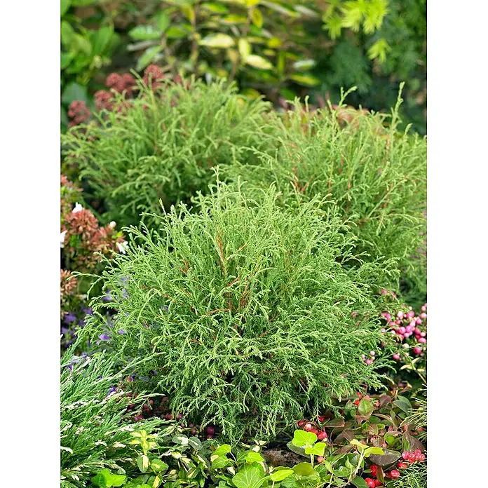 Pflanzen für dich Lebensbaum 15-20 cm - Thuja occidentalis 'Mr.Bowling Ball', Aktuelle Wuchshöhe: 15 cm - 20 cm - Mehrere kompakte, buschige grüne Nadelgehölze, vermutlich Zwergkoniferen oder Zypressen, im Garten.