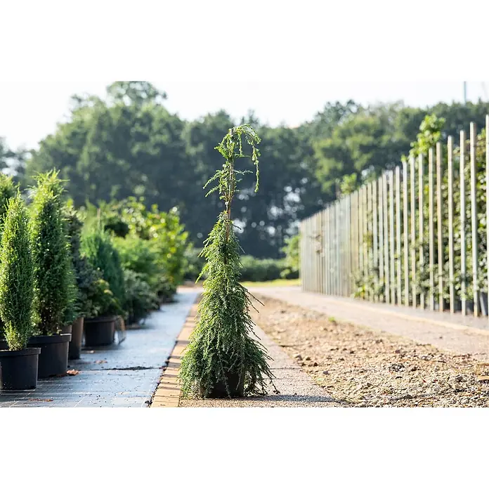 Pflanzen für dich Lebensbaum 40-60 cm - Tsuga canadensis 'Pendula', Aktuelle Wuchshöhe: 40 cm - 60 cm - Ein hoher, schlanker, grüner Nadelbaum im Topf mit aufrechtem Stamm, auf einem gepflasterten Weg in einer Baumschule.