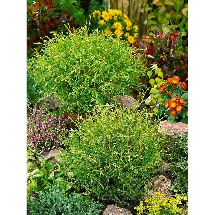 Pflanzen für dich Lebensbaum 15-20 cm - Thuja occidentalis 'Mr.Bowling Ball', Aktuelle Wuchshöhe: 15 cm - 20 cm - Leuchtend grüner immergrüner Gartenstrauch mit dichtem, feinem Laubwerk.