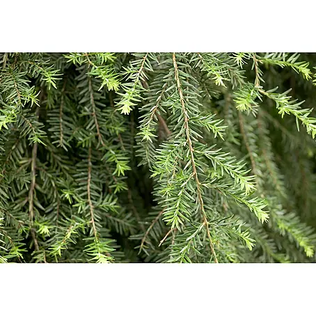 Pflanzen für dich  Schwarzkiefer 60-80 cm