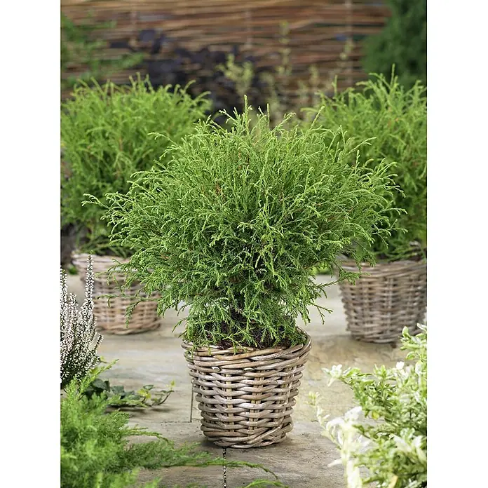Pflanzen für dich Lebensbaum 15-20 cm - Thuja occidentalis 'Mr.Bowling Ball', Aktuelle Wuchshöhe: 15 cm - 20 cm - Drei Grünpflanzen in natürlichen Weidenkörben stehen auf einer Steinterrasse.