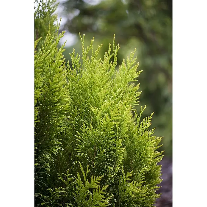 Pflanzen für dich Lebensbaum Riesen-Lebensbaum - Thuja plicata '4ever Goldy', Aktuelle Wuchshöhe: 80 cm - 100 cm - Üppiges, leuchtend grünes Nadelgehölz mit weicher, schuppiger Textur.