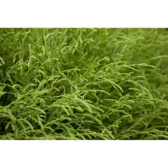 Pflanzen für dich Lebensbaum 15-20 cm - Thuja occidentalis 'Mr.Bowling Ball', Aktuelle Wuchshöhe: 15 cm - 20 cm - Üppiges grünes Laub mit zarten, texturierten Zweigen.