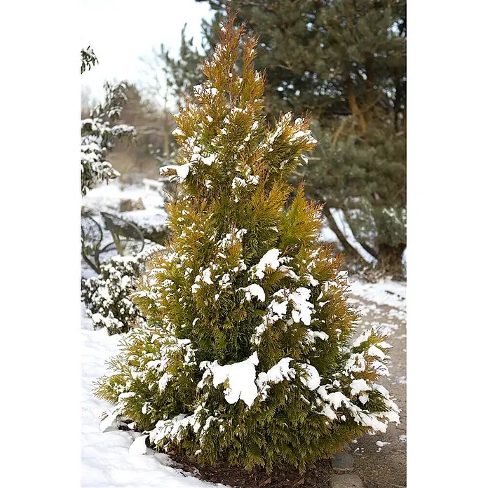 Pflanzen für dich Lebensbaum Riesen-Lebensbaum - Thuja plicata '4ever Goldy', Aktuelle Wuchshöhe: 80 cm - 100 cm - Ein Thuja-Busch mit grün-goldenen Blättern, teilweise mit frischem weißem Schnee bedeckt, in einem Wintergarten.