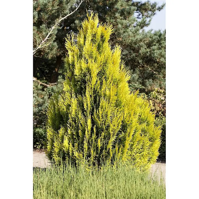 Pflanzen für dich Lebensbaum Riesen-Lebensbaum - Thuja plicata '4ever Goldy', Aktuelle Wuchshöhe: 80 cm - 100 cm - Leuchtend goldener Nadelbaum mit dichtem, aufrechtem Laub in einer Gartenumgebung.