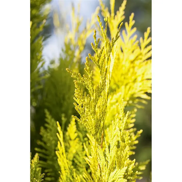 Pflanzen für dich Lebensbaum Riesen-Lebensbaum - Thuja plicata '4ever Goldy', Aktuelle Wuchshöhe: 80 cm - 100 cm - Leuchtend gelb-grünes Nadelgehölzlaub mit texturierten, schuppigen Blättern.