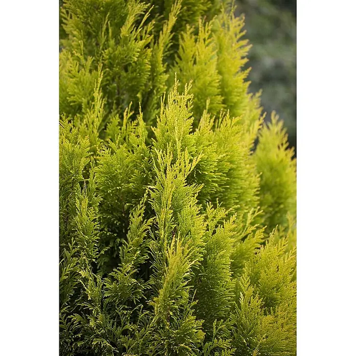 Pflanzen für dich Lebensbaum Riesen-Lebensbaum - Thuja plicata '4ever Goldy', Aktuelle Wuchshöhe: 80 cm - 100 cm - Nahaufnahme von hellgrünem, federartigem Nadelholzlaub, das seine dichte Textur und leuchtende Farbe zeigt.