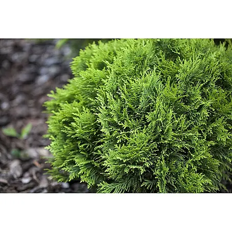 Pflanzen für dich  Zwerg-Lebensbaum 15-20 cm