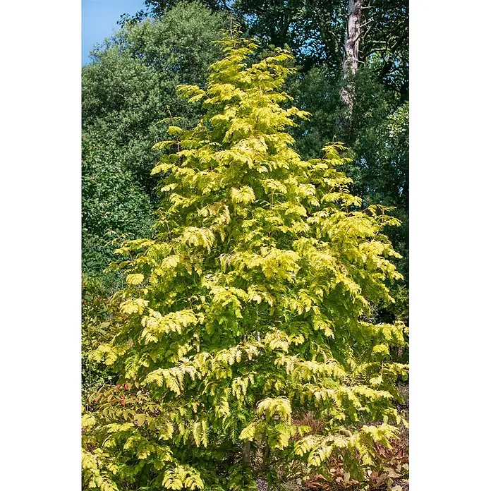 Pflanzen für dich Lebensbaum 40-60 cm - Metasequoia glyptostroboides 'Chubby', Aktuelle Wuchshöhe: 40 cm - 60 cm - Lebhaft gelb-grüner Nadelbaum mit dichtem, federartigem Laub, aufrecht stehend.