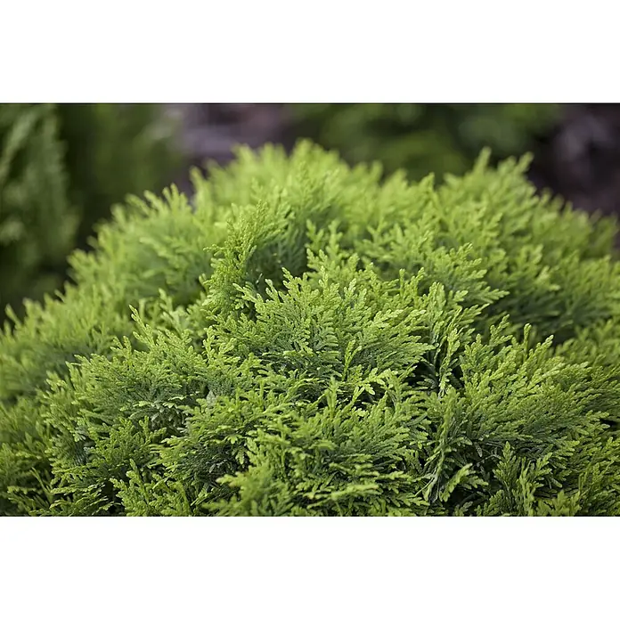 Pflanzen für dich Lebensbaum 40-50 cm - Thuja occidentalis 'Danica', Aktuelle Wuchshöhe: 40 cm - 50 cm - Leuchtend grünes, dichtes Nadelgehölz mit schuppenförmigen Blättern.
