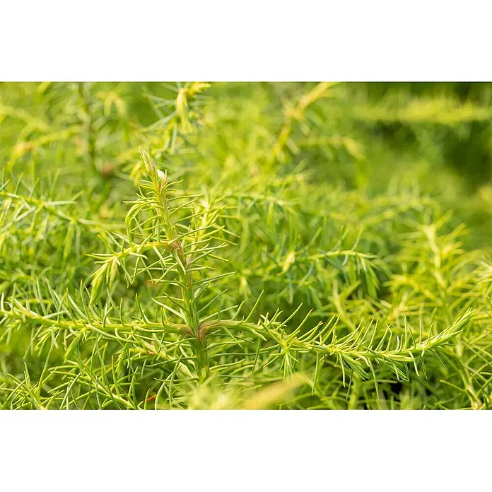 Pflanzen für dich Lebensbaum 20-30 cm - Cryptomeria japonica 'Elegans Viridis', Aktuelle Wuchshöhe: 20 cm - 30 cm - Leuchtend grünes Pflanzenlaub mit auffälligen, nadelartigen Blättern und neuem Wachstum.