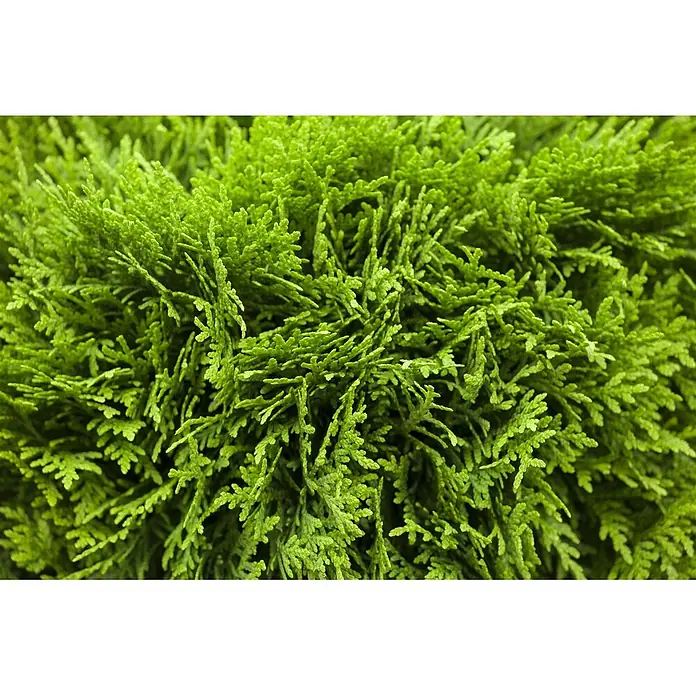 Pflanzen für dich Lebensbaum 40-50 cm - Thuja occidentalis 'Danica', Aktuelle Wuchshöhe: 40 cm - 50 cm - Nahaufnahme von leuchtend grünem, dichtem Laub mit schuppenförmigen Blättern, weich strukturiert.