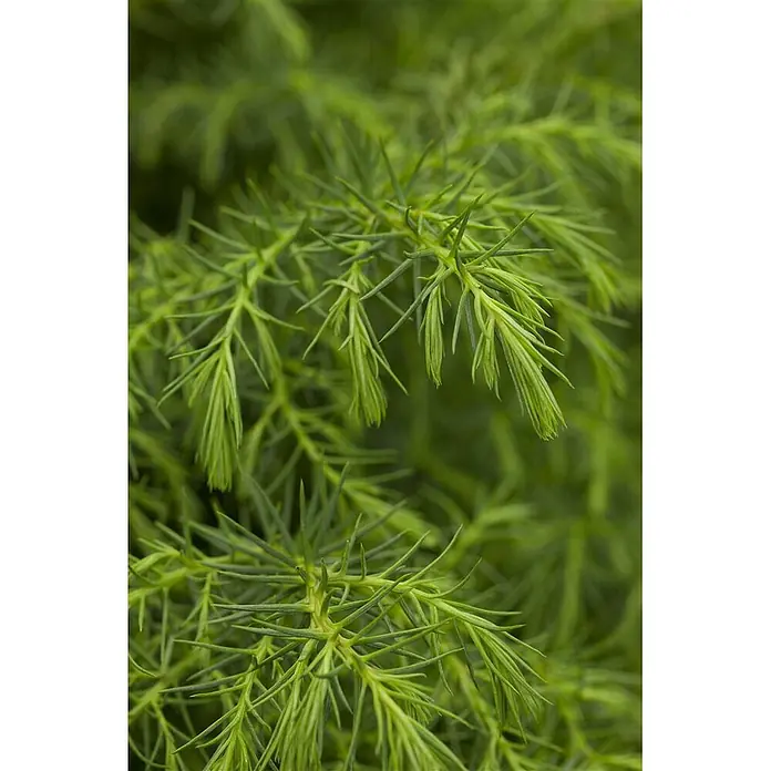 Pflanzen für dich Lebensbaum 20-30 cm - Cryptomeria japonica 'Elegans Viridis', Aktuelle Wuchshöhe: 20 cm - 30 cm - Nahaufnahme von leuchtend grünen, nadelartigen Blättern mit frischen Triebspitzen.