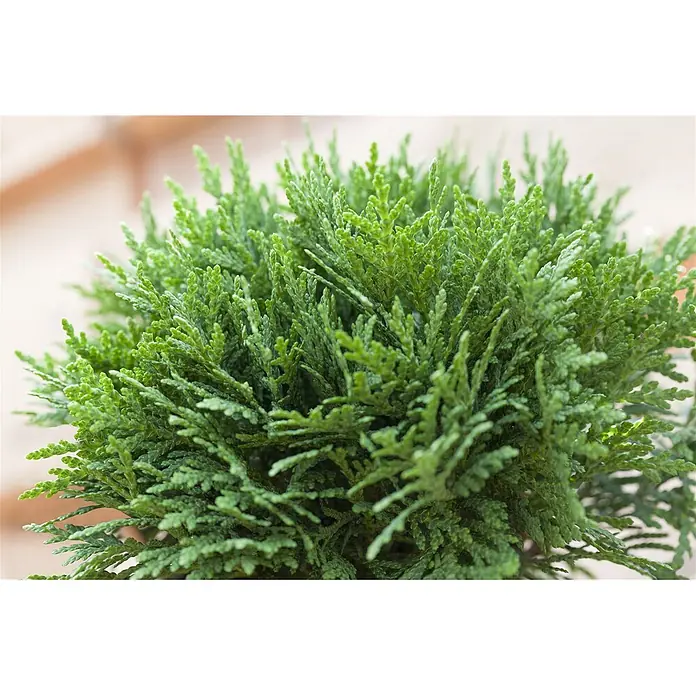 Pflanzen für dich Lebensbaum 40-50 cm - Thuja occidentalis 'Danica', Aktuelle Wuchshöhe: 40 cm - 50 cm - Eine kleine, dichte grüne Konifere mit feinem, schuppigem Laub.