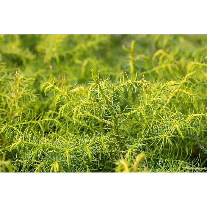 Pflanzen für dich Lebensbaum 20-30 cm - Cryptomeria japonica 'Elegans Viridis', Aktuelle Wuchshöhe: 20 cm - 30 cm - Dichtes, leuchtend grünes, stacheliges Laub einer Zierpflanze, möglicherweise eines Nadelbaums.