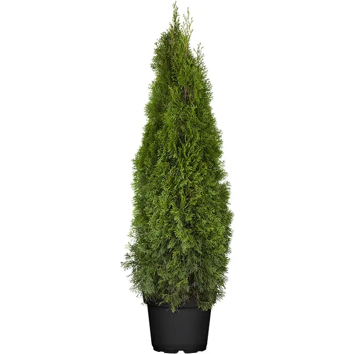 Pflanzen für dich Lebensbaum 120-140 cm - Thuja occidentalis 'Smaragd', Aktuelle Wuchshöhe: 120 cm - 140 cm - Grüner Lebensbaum (Thuja) in schwarzem Topf.