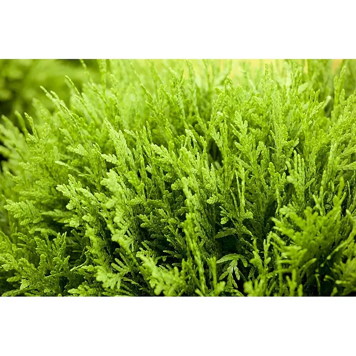 Pflanzen für dich Lebensbaum 40-50 cm - Thuja occidentalis 'Danica', Aktuelle Wuchshöhe: 40 cm - 50 cm - Dichtes, hellgrünes, gefiedertes Laub eines Strauches.
