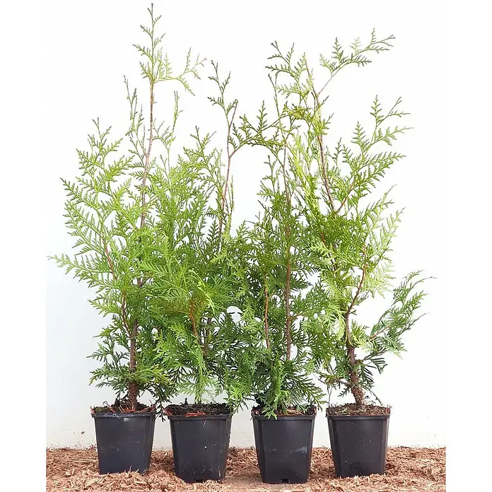 Pflanzen für dich Lebensbaum 9x9cm Topf 20- 40 cm - Thuja occidentalis 'Brabant', Aktuelle Wuchshöhe: 40 cm - 60 cm - Vier kleine grüne Nadelbäume in schwarzen Plastiktöpfen, mit dichtem Laub und sichtbaren Stämmen.