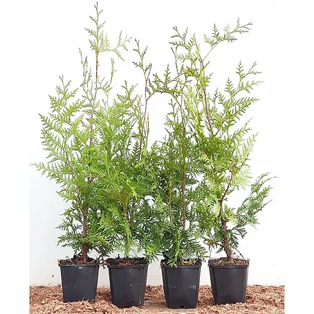 Pflanzen für dich  Lebensbaum 9x9cm Topf 40- 60 cm
