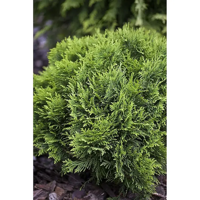 Pflanzen für dich Lebensbaum 40-50 cm - Thuja occidentalis 'Danica', Aktuelle Wuchshöhe: 40 cm - 50 cm - Ein kompakter, leuchtend grüner immergrüner Strauch mit feinem, texturiertem Laub, ideal für die Gartengestaltung.