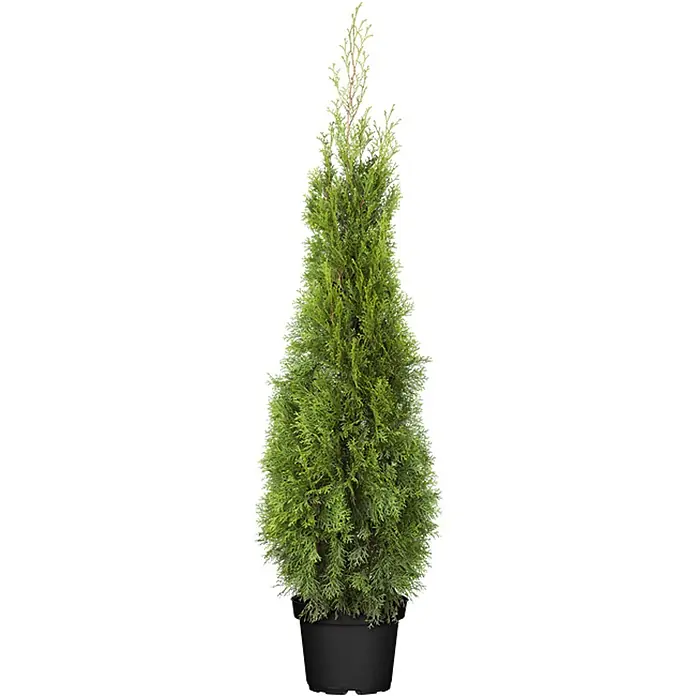 Pflanzen für dich Lebensbaum 'Smaragd' 100-120 cm, 5 Liter - Thuja occidentalis 'Smaragd', Aktuelle Wuchshöhe: 100 cm - 120 cm - Grüner Topf-Zypressenbaum in einem schwarzen Plastiktopf.