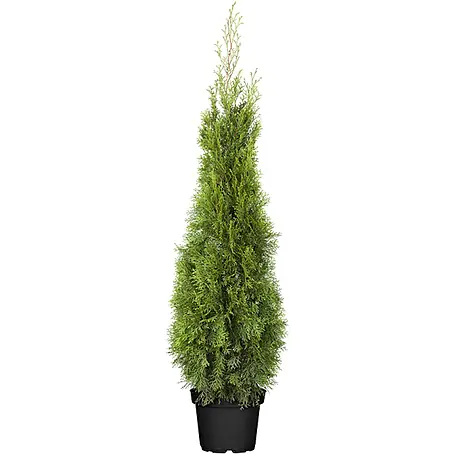 Pflanzen für dich  Lebensbaum 'Smaragd' 100-120 cm, 5 Liter
