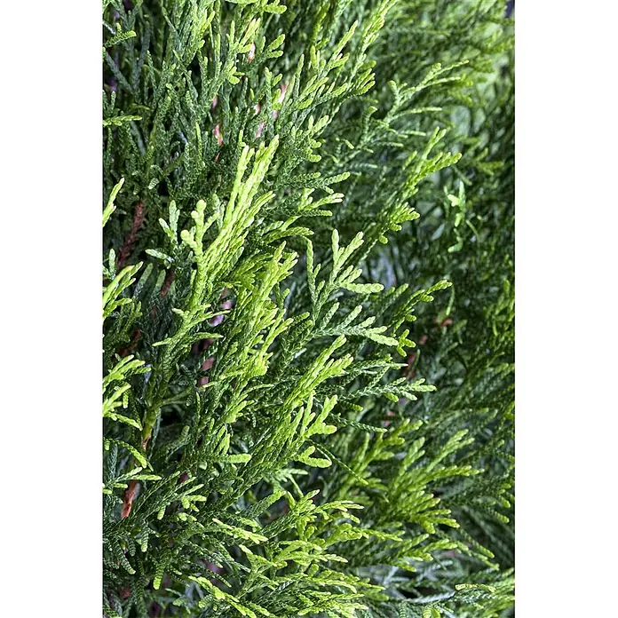 Pflanzen für dich Lebensbaum 120-140 cm - Thuja occidentalis 'Smaragd', Aktuelle Wuchshöhe: 120 cm - 140 cm - Nahaufnahme von leuchtend grünem, strukturiertem Nadelgehölz mit dichten, schuppenartigen Blättern.