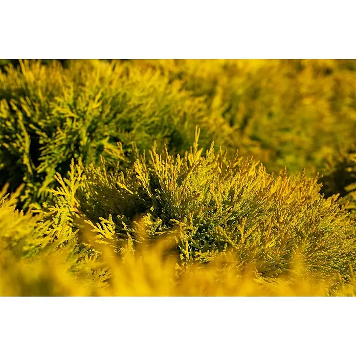 Pflanzen für dich Lebensbaum 20-25 cm - Thuja occidentalis 'Amber Glow', Aktuelle Wuchshöhe: 20 cm - 25 cm - Lebhaftes goldgelbes Nadelgehölzlaub, dicht und fein strukturiert.