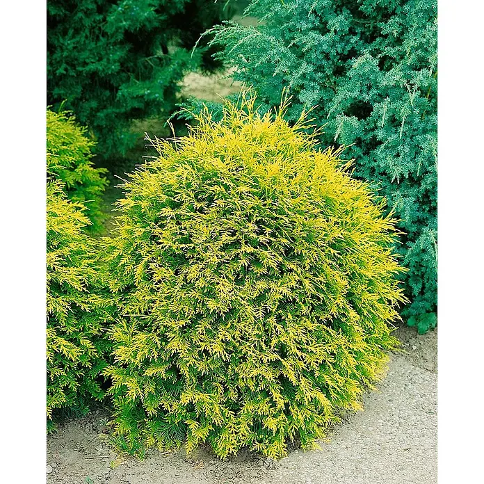 Pflanzen für dich Lebensbaum 20-25 cm - Thuja occidentalis 'Amber Glow', Aktuelle Wuchshöhe: 20 cm - 25 cm - Goldgelber immergrüner Strauch mit hellem Laub, umgeben von dunkleren Nadelbäumen.