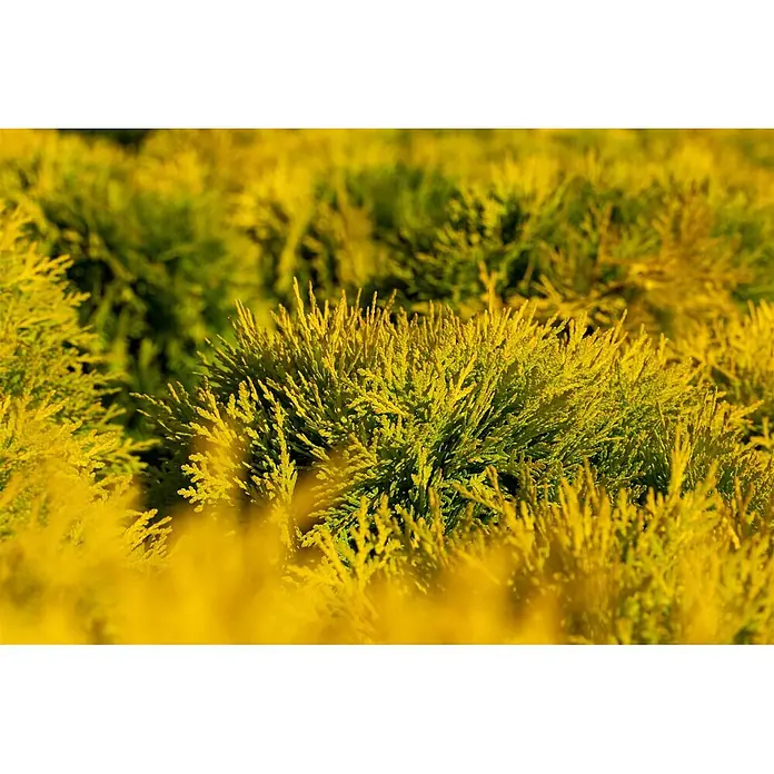 Pflanzen für dich Lebensbaum 20-25 cm - Thuja occidentalis 'Amber Glow', Aktuelle Wuchshöhe: 20 cm - 25 cm - Helles gelb-grünes Blattwerk, dicht und strukturiert, erinnert an einen lebhaften Zierstrauch.